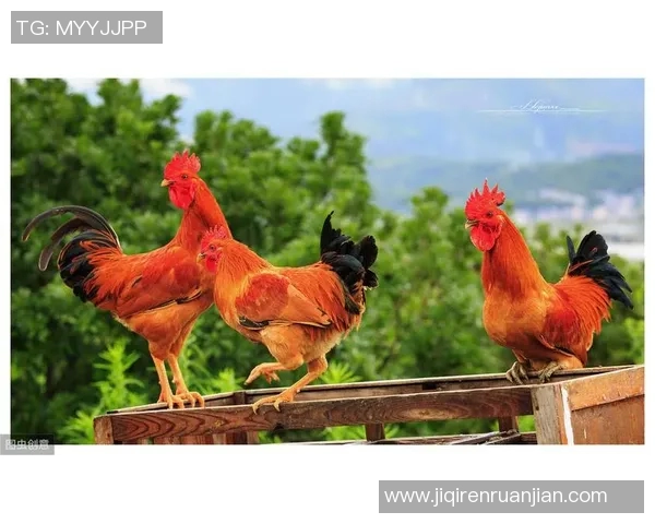 哪个足球明星在养鸡方面技艺超群引发热议